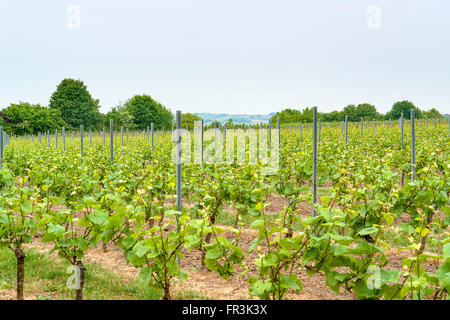 Scenario idilliaco presso la regione vinicola Rheinhessen intorno Loerzweiler nel Palatinato in Germania Foto Stock