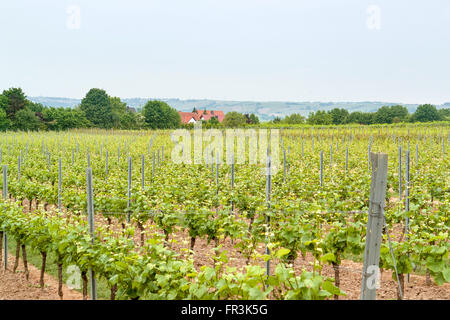 Scenario idilliaco presso la regione vinicola Rheinhessen intorno Loerzweiler nel Palatinato in Germania Foto Stock