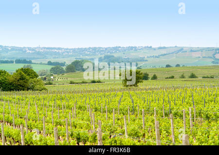 Scenario idilliaco presso la regione vinicola Rheinhessen intorno Loerzweiler nel Palatinato in Germania Foto Stock