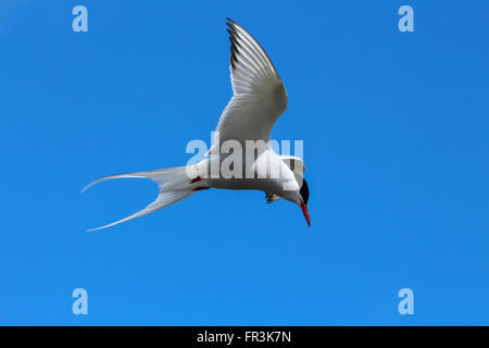 North Atlantic Tern a Reykjavik, Islanda Foto Stock