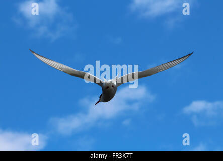 North Atlantic Tern a Reykjavik, Islanda Foto Stock