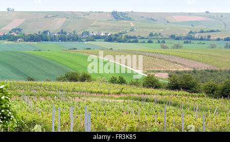 Scenario idilliaco presso la regione vinicola Rheinhessen intorno Loerzweiler nel Palatinato in Germania Foto Stock