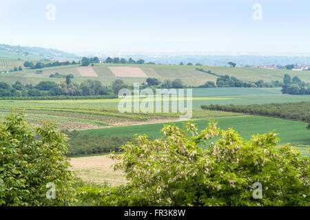 Scenario idilliaco presso la regione vinicola Rheinhessen intorno Loerzweiler nel Palatinato in Germania Foto Stock