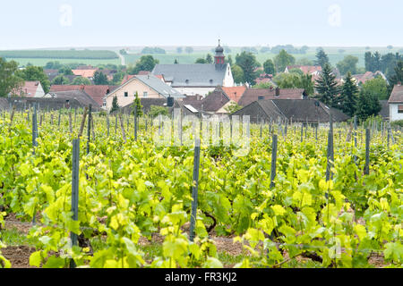 Scenario idilliaco presso la regione vinicola Rheinhessen intorno Loerzweiler nel Palatinato in Germania Foto Stock