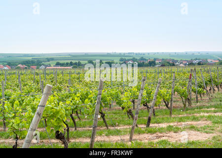 Scenario idilliaco presso la regione vinicola Rheinhessen intorno Loerzweiler nel Palatinato in Germania Foto Stock