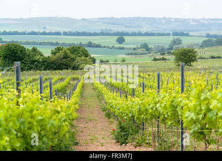 Scenario idilliaco presso la regione vinicola Rheinhessen intorno Loerzweiler nel Palatinato in Germania Foto Stock