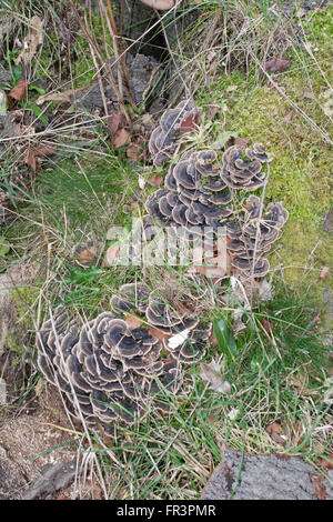 Funghi che crescono sul tronco di albero Foto Stock