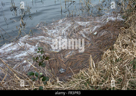 La schiuma, morto ance e scartato le bottiglie di plastica galleggiante sull'acqua Foto Stock