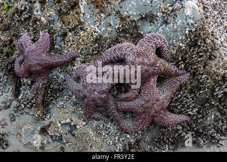 Viola, stelle di mare e oca cirripedi, bassa marea, Chesterman Beach, Tofino, British Columbia, Canada Foto Stock