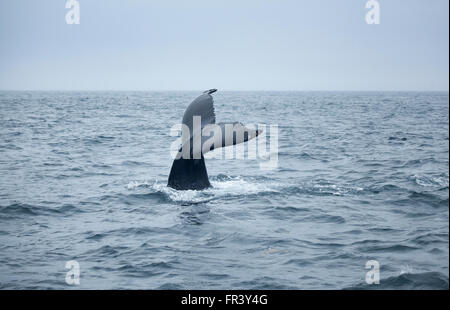 Coda di balene Humpback ocean bay wildlife mare balene acqua marina naturale la visione di mammifero splash vita animale pinna blu endangere selvatico Foto Stock