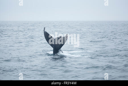 Coda di balene Humpback ocean bay wildlife mare balene acqua marina naturale la visione di mammifero splash vita animale pinna blu endangere selvatico Foto Stock