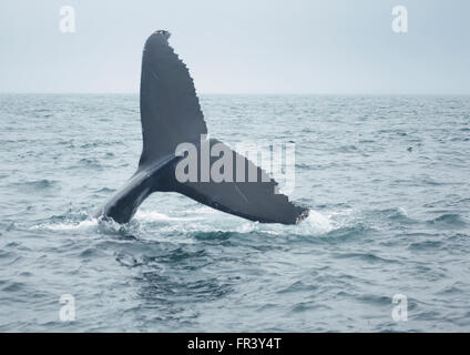 Humpback Whale tail immersioni in mare Foto Stock