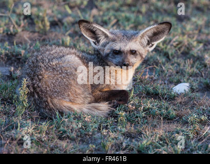 Serengeti Bat-eared Fox avvolto a ricciolo e di fronte alla fotocamera in tarda giornata sole Foto Stock