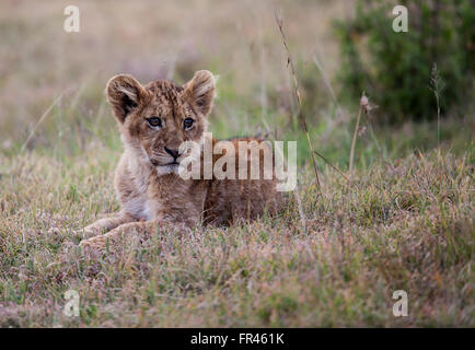 Giovani LION CUB in attesa per i genitori di ritorno dalla caccia nel cratere di Ngorongoro Foto Stock