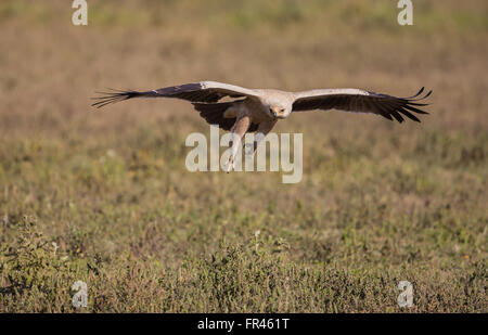 Bruno eagle battenti vicino alla terra e oltre le praterie del sud del Serengeti Foto Stock