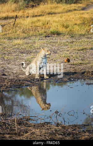 Leopard (Panthera pardus) seduta, riflessa nell'acqua, Sandibe Camp, mediante la Moremi Game Reserve, Okavango Delta, il Kalahari, Botswana Foto Stock