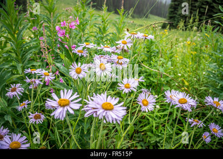 Mountain (frondosa) Aestri nei prati alpini del Shuswap Highlands nel centro di British Columbia Foto Stock