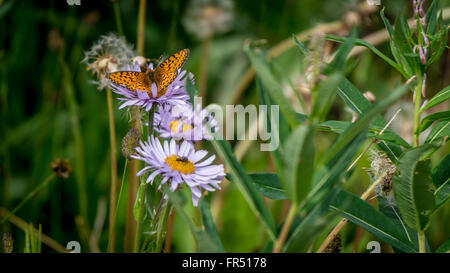 Pearl Fritillary delimitata su Aster fiori in alta Alpine di Tod Montagna in Shuswap Highlands centrali di British Columbia, Canada Foto Stock