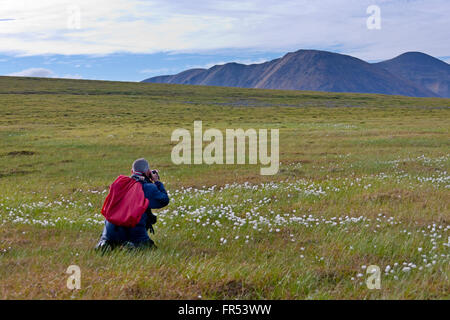 Tourist fotografando Erba di cotone sulla tundra, Chukchi Peninsula, Estremo Oriente Russo Foto Stock