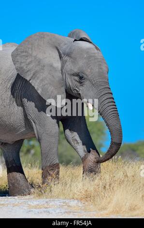 Elefante africano (Loxodonta africana), Giovane Maschio a piedi in erba secca, il Parco Nazionale di Etosha, Namibia, Africa Foto Stock