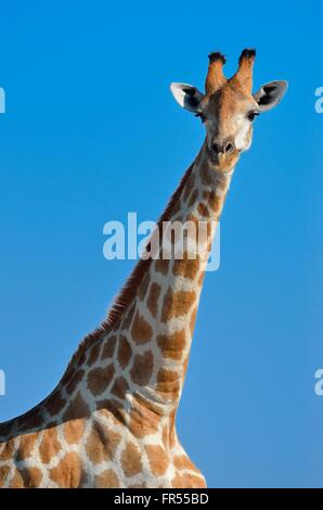 Giraffe (Giraffa camelopardalis), il Parco Nazionale di Etosha, Namibia, Africa Foto Stock