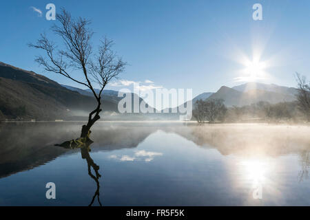 Lone Tree Llyn Padarn vicino a Llanberis nel Parco Nazionale di Snowdonia Foto Stock