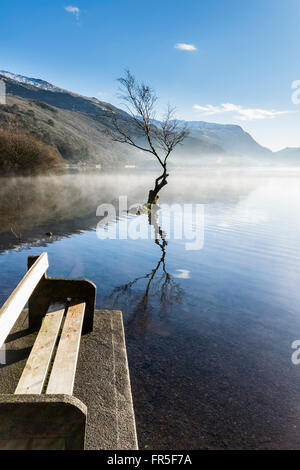 Lone Tree Llyn Padarn vicino a Llanberis nel Parco Nazionale di Snowdonia Foto Stock