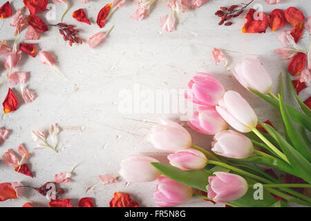 Tulipani rosa e il telaio del rosso orizzontale petali Foto Stock