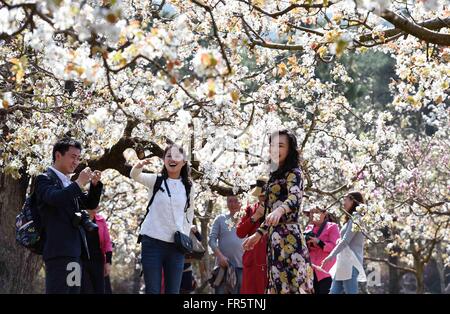 Kunming, la Cina della provincia dello Yunnan. Xxi Mar, 2016. I turisti vista fiori di pera e di scattare foto in un giardino in Kunming, capitale del sud-ovest della Cina di Provincia di Yunnan, Marzo 21, 2016. Credito: Yang Zongyou/Xinhua/Alamy Live News Foto Stock