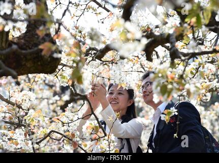 Kunming, la Cina della provincia dello Yunnan. Xxi Mar, 2016. I turisti vista fiori di pera e di scattare foto in un giardino in Kunming, capitale del sud-ovest della Cina di Provincia di Yunnan, Marzo 21, 2016. Credito: Yang Zongyou/Xinhua/Alamy Live News Foto Stock