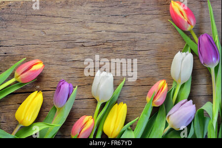 Tulipani colorati sul tavolo di legno Foto Stock