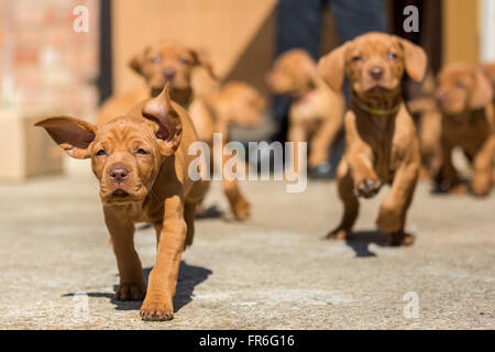 Vizsla ungherese cuccioli a giocare Foto Stock