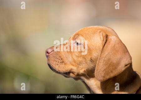 Vizsla ungherese cuccioli a giocare Foto Stock