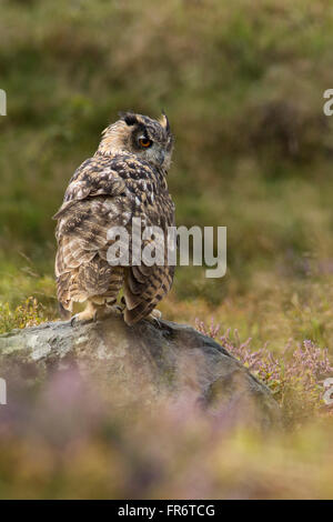 Gufo reale nella brughiera, Leicestershire. Foto Stock