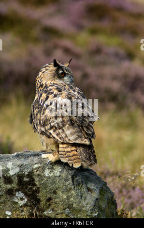 Gufo reale nella brughiera, Leicestershire. Foto Stock