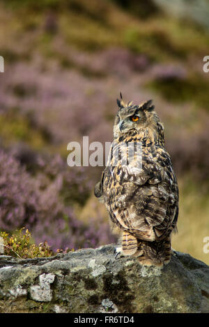 Gufo reale nella brughiera, Leicestershire. Foto Stock