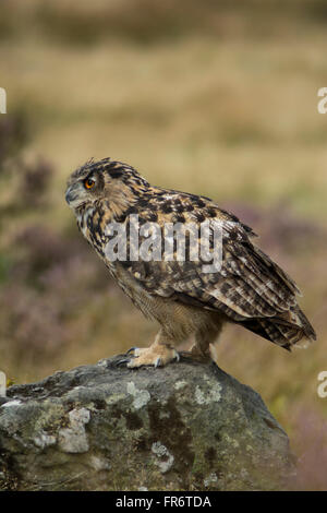 Gufo reale nella brughiera, Leicestershire. Foto Stock