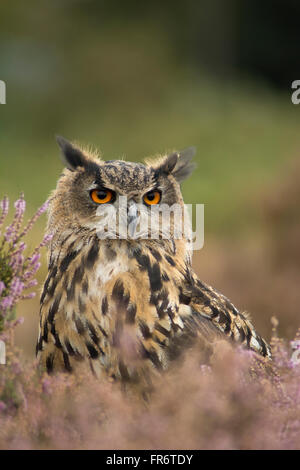 Gufo reale nella brughiera, Leicestershire. Foto Stock