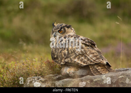 Gufo reale nella brughiera, Leicestershire. Foto Stock