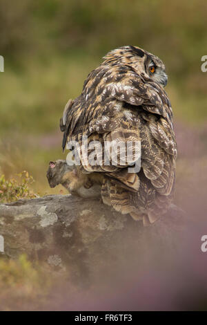 Gufo reale nella brughiera, Leicestershire. Foto Stock