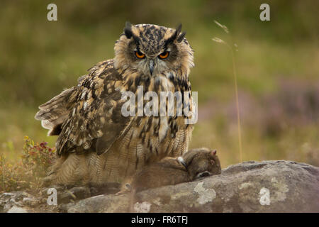 Gufo reale nella brughiera, Leicestershire. Foto Stock