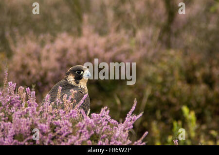 Falco pellegrino nella brughiera, Leicestershire. Foto Stock