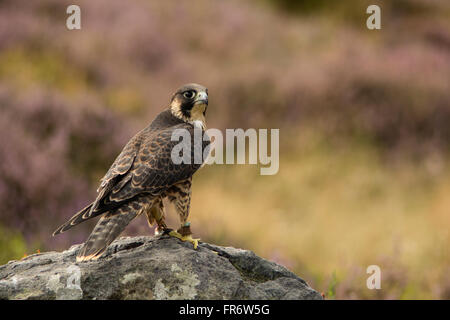 Falco pellegrino nella brughiera, Leicestershire. Foto Stock