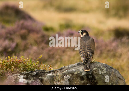 Falco pellegrino nella brughiera, Leicestershire. Foto Stock