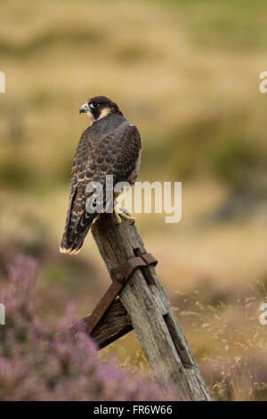 Falco pellegrino nella brughiera, Leicestershire. Foto Stock