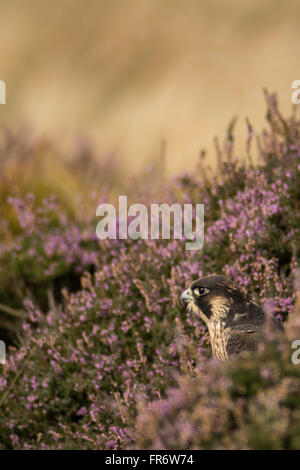 Falco pellegrino nella brughiera, Leicestershire. Foto Stock