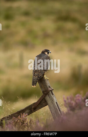 Falco pellegrino nella brughiera, Leicestershire. Foto Stock