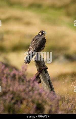 Falco pellegrino nella brughiera, Leicestershire. Foto Stock