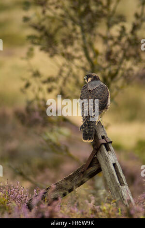 Falco pellegrino nella brughiera, Leicestershire. Foto Stock