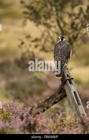 Falco pellegrino nella brughiera, Leicestershire. Foto Stock